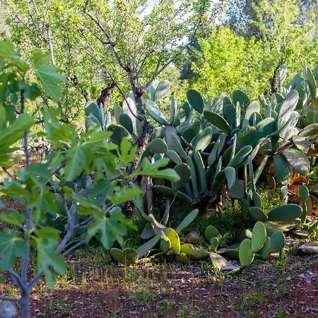 펜션 Dimora Il Fico D'india 오스투니