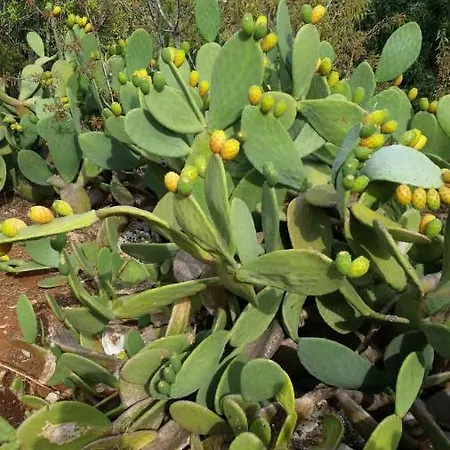 Dimora Il Fico D'india