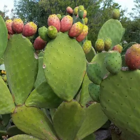 Dimora Il Fico D'india 오스투니